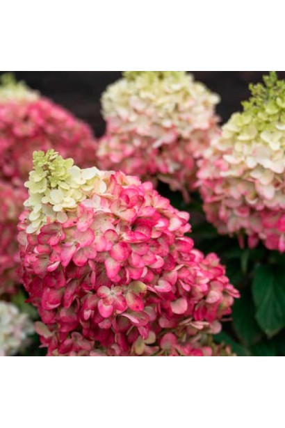 Гортензія волотиста Лівін Пінкі Проміс у повному рожево-білому цвітінні